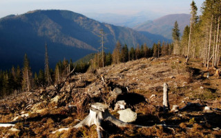 ДП «Ліси України» зупиняє суцільні рубки головного користування в лісах Карпат, але є винятки