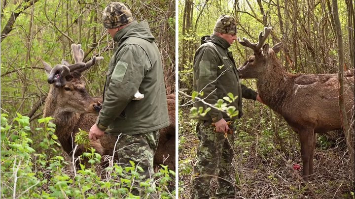 Известного оленя Бориса доставили из Ровенской области в Киев на обследование и возможную операцию