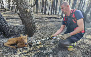 У Чорнобильському лісі врятували лосеня, яке ледь не загинуло у пожежі: фото та відео