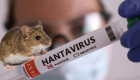 Хантавирус может распространяться быстрее — ученые назвали причину нового риска