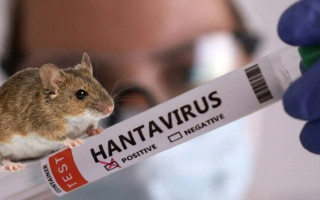 Хантавирус может распространяться быстрее — ученые назвали причину нового риска