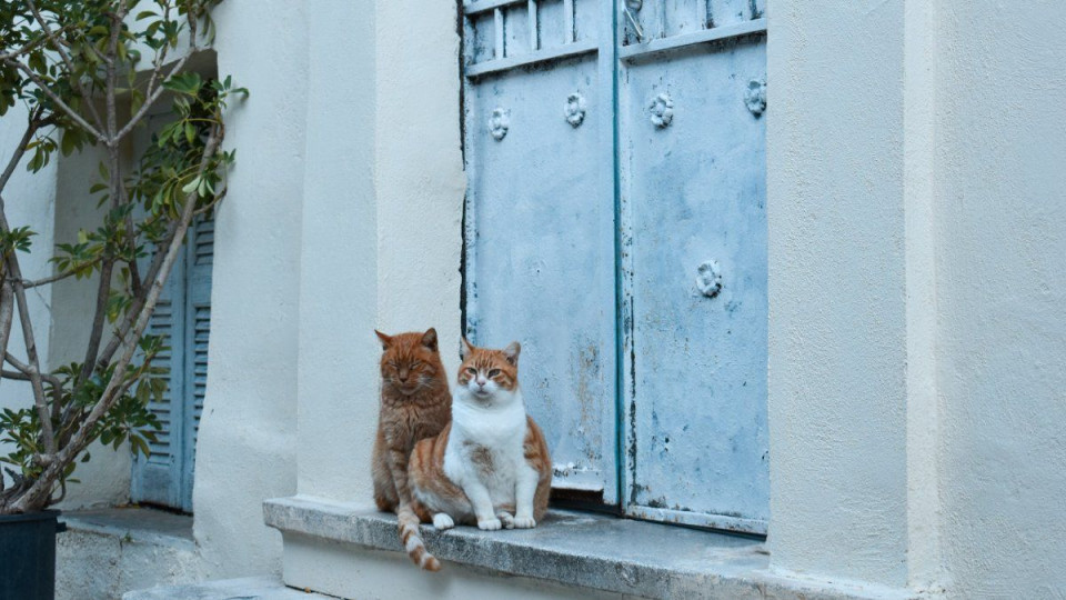 Греческий остров ищет «кошачьих нянь» — за работу будут платить жильем и завтраками