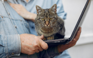 За продажу котят через интернет без регистрации могут оштрафовать на 85 тысяч гривен