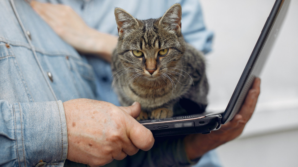 Selling kittens online without registration can result in an 85 thousand hryvnia fine