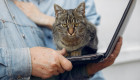 За продаж кошенят через інтернет без реєстрації можуть оштрафувати на 85 тисяч гривень