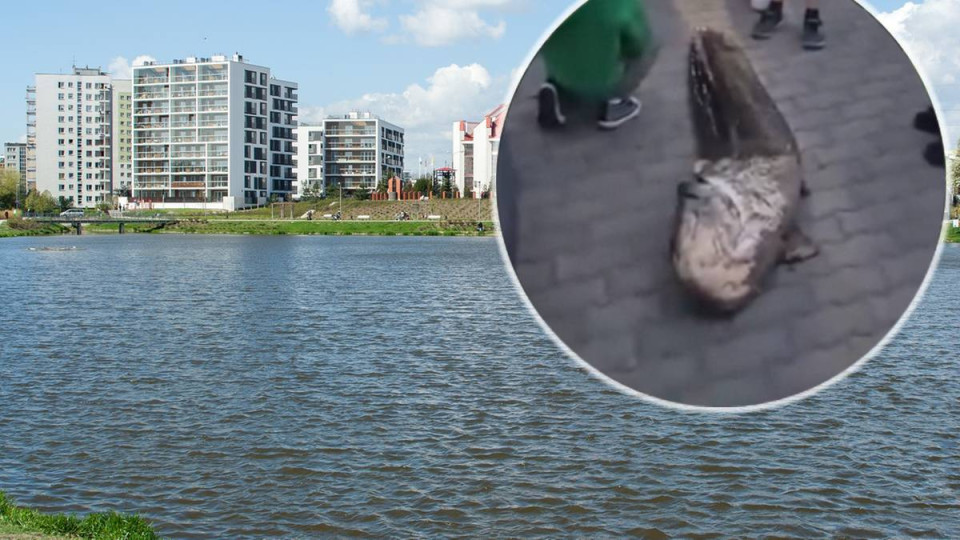 A Ukrainian was detained in Warsaw after the disappearance of a legendary catfish that lived in Lake Balaton for over 20 years