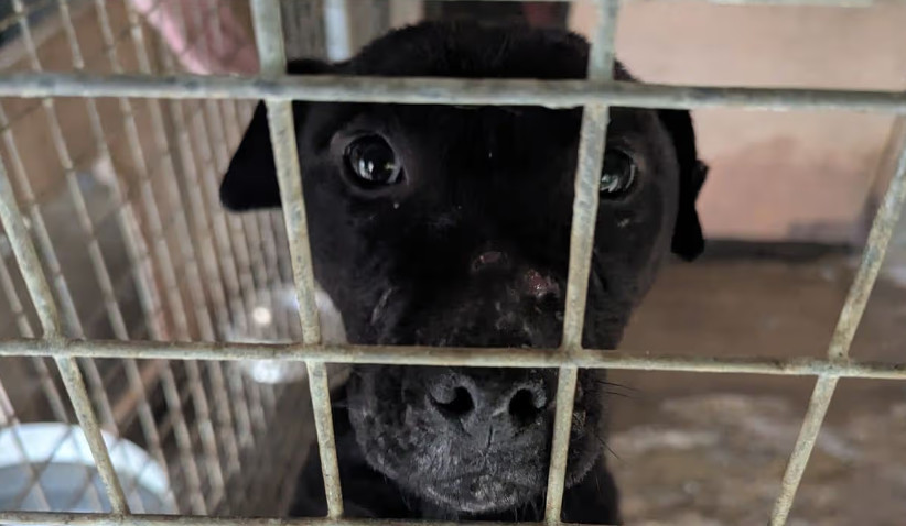 Man fined over £6,500 for refusing to take injured dogs to the vet