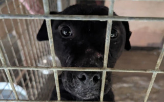 Мужчину оштрафовали на более 6500 фунтов за отказ везти раненых собак к ветеринару
