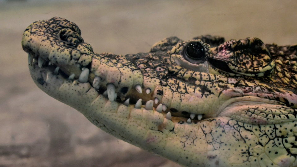 In Kyiv, a rescued Cuban crocodile moved to its summer cottage