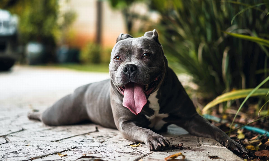 Pitbull without a muzzle bit a six-year-old girl in Vinnytsia: the court obliged the owner to pay 30 thousand hryvnias