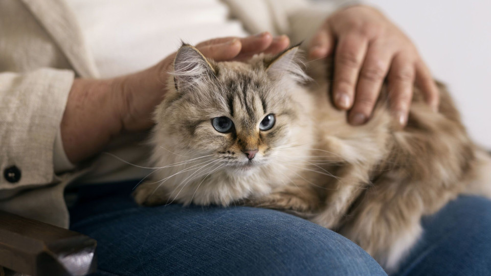 Cat owners have a 30% lower risk of death from heart attack – study results