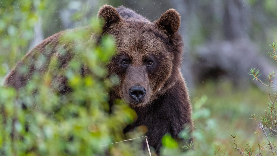 In Georgia, they plan to count brown bears for 130 thousand euros