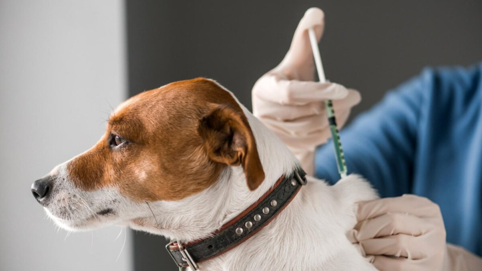 How Ukraine Purchases Rabies Vaccines – The State Service of Ukraine on Food Safety and Consumer Protection Debunked Fake News about "Reselling Vaccines"