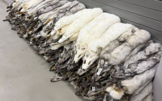 Из Польши в Украину пытались ввезти 120 шкур песца на сумму 400 тысяч гривен