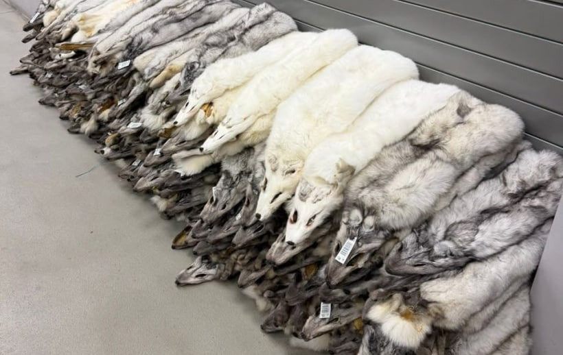 120 Arctic Fox Pelts Worth 400 Thousand Hryvnias Attempted to Be Smuggled from Poland to Ukraine