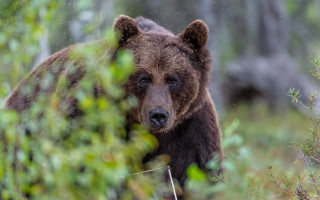В Грузии за 130 тысяч евро планируют провести перепись бурых медведей