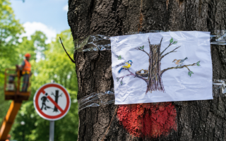 В Киеве не поддержали запрет кронирования деревьев во время сезона гнездования птиц