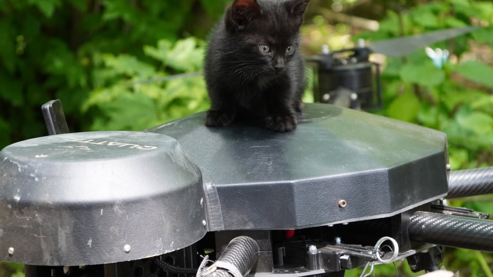 In Zaporizhzhia, soldiers evacuated a cat with five kittens using a drone