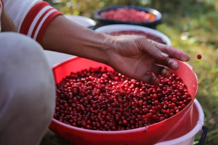 In Finland, the 'Berry King' Sent to Prison for Exploiting People from Thailand
