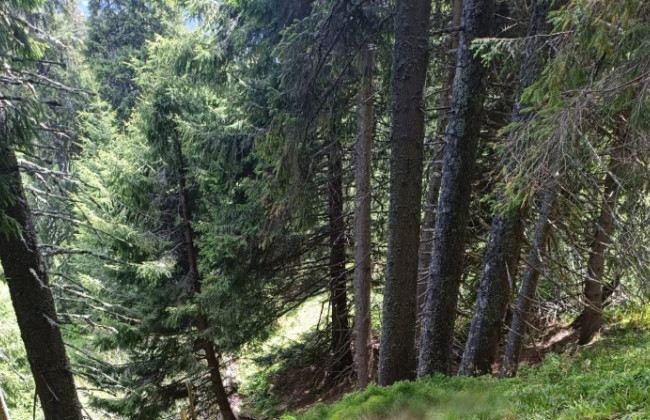 Поблизу кордону з Румунією виявили тіло чоловіка