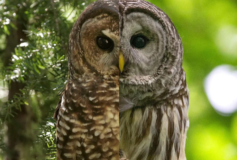 US Court Reviews Plan to Destroy 450,000 Owls: Authorities Aim to Save a Rare Species