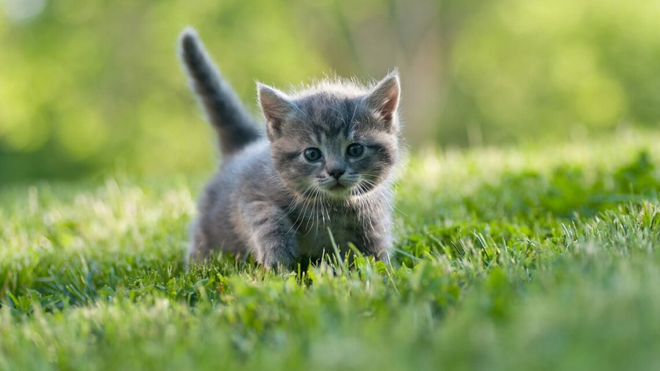 In Odesa region, a drunk man threw a kitten from the sixth floor because it annoyed him