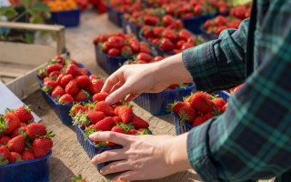 За продажу клубники во дворе возле многоэтажек можно получить штраф