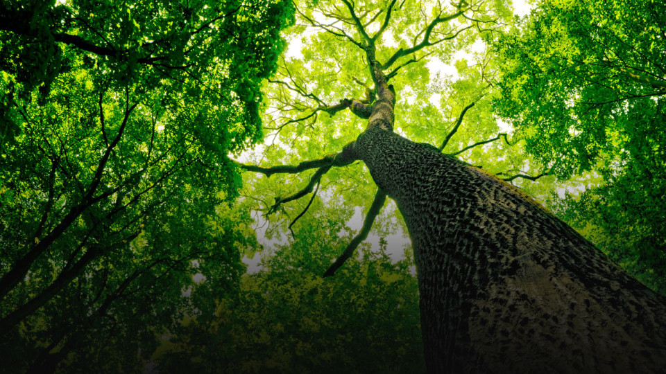 The only region without a national park – "Chornyi Lis" will be created in Kirovohrad region