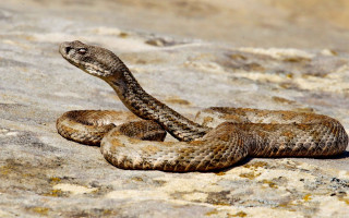 In Poland, a 16-year-old boy survived after being bitten by one of the world's most dangerous snakes