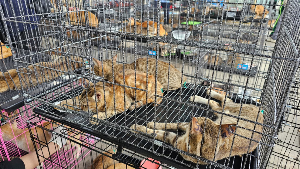 Во Вьетнаме спасли более 400 кошек — полиция раскрыла сеть незаконной торговли мясом