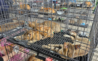 Во Вьетнаме спасли более 400 кошек — полиция раскрыла сеть незаконной торговли мясом