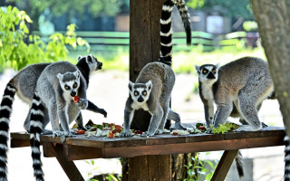 Whether to Keep Animals from the Kyiv Zoo During Shelling – Kyiv Residents Ask to Evacuate Certain Species Abroad