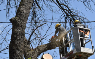 The Cabinet of Ministers launches an experimental project on the removal of emergency and damaged trees