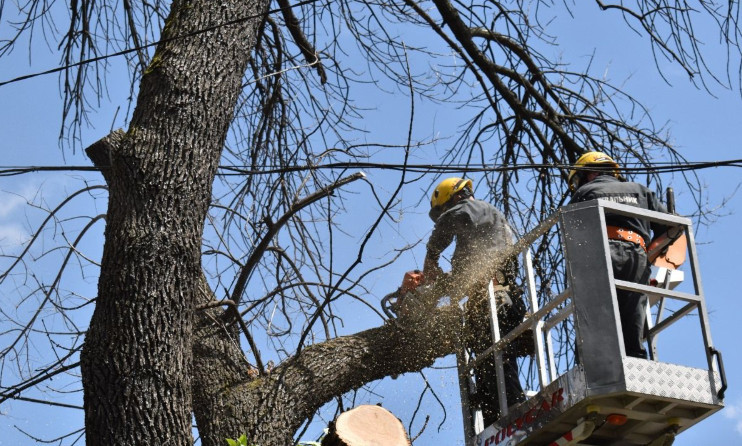The Cabinet of Ministers launches an experimental project on the removal of emergency and damaged trees
