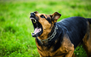 Two fighting dogs bit a woman in Kyiv region: the court fined the owner but did not confiscate the animals