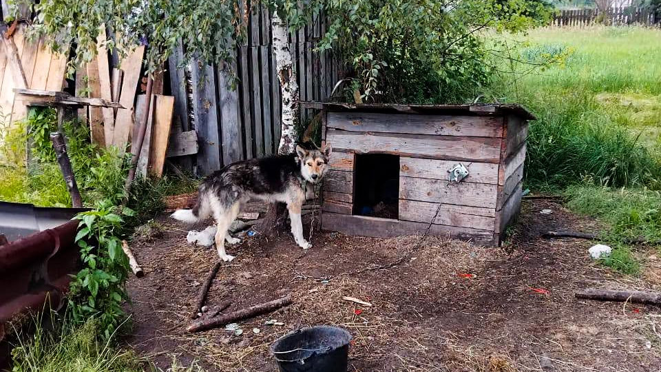 In Rivne region, a man beat a chained dog with a stick – police fined him UAH 3400