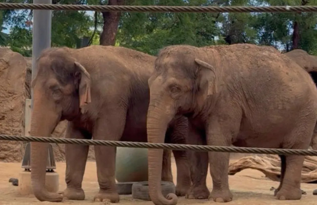 Can Elephants Obtain Human Rights: Hawaii Supreme Court to Hear Unprecedented Case