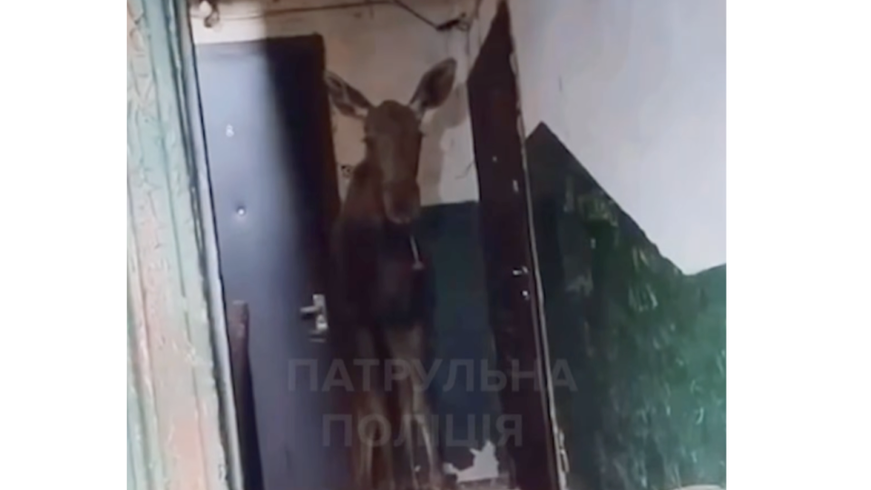 In Kyiv, a moose was expelled from the entrance of a high-rise building — the police showed how it happened