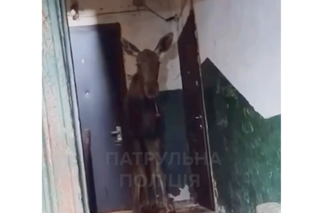В Киеве вывели из подъезда многоэтажки лося — в полиции показали, как это было