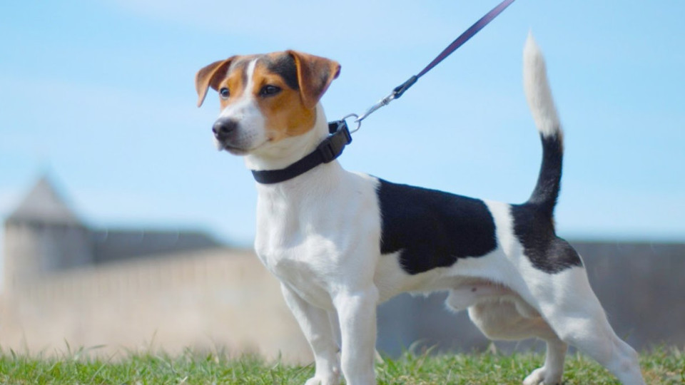 In Odesa, a Jack Russell Terrier was injured during a conflict between the TRC and a passerby: police opened a case