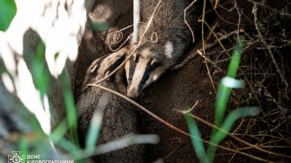 Two badgers were pulled out of a well in Kropyvnytskyi – photos and rescue video