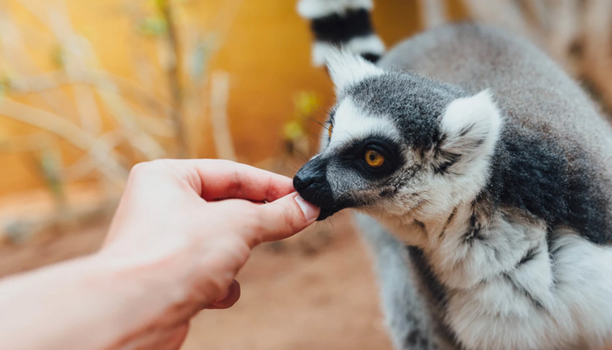 Contact zoos want to be banned: where they propose to transfer the animals