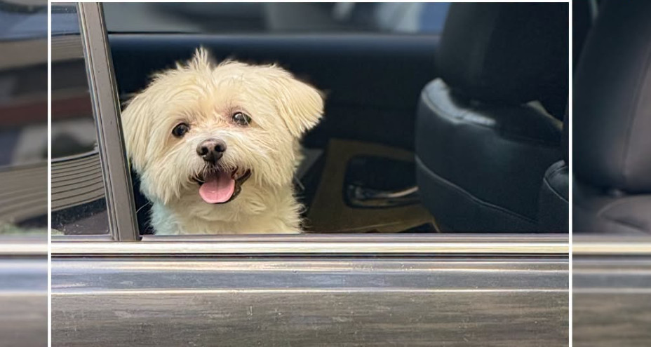 Do not leave animals in locked cars: police warned about deadly danger during heat
