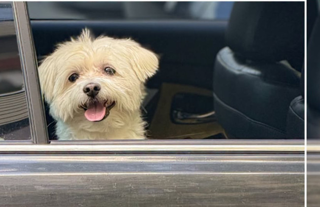 Do not leave animals in locked cars: police warned about deadly danger during heat