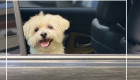 Do not leave animals in locked cars: police warned about deadly danger during heat