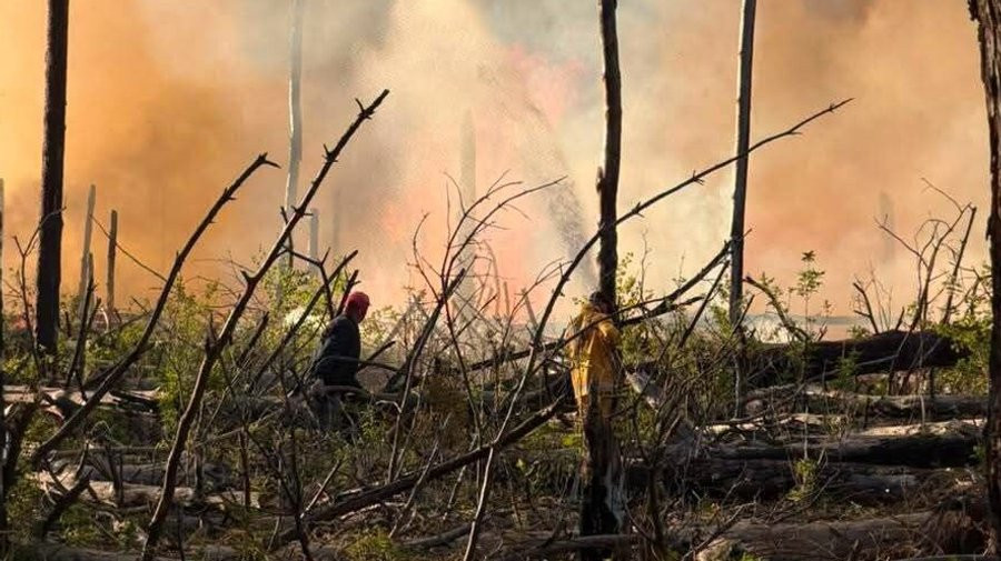 Стало відомо, чи перевищено радіаційний фон через пожежі у Чорнобильській зоні