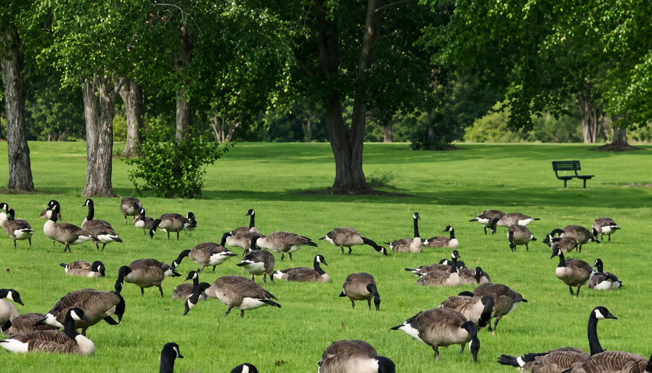Alabama Court Rejects Lawsuit Residents’ Effort to Block Euthanasia of 500 Geese