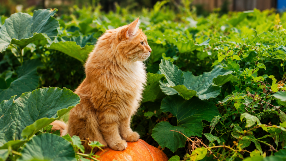 Can You Be Fined for Not Registering a Cat or Dog After the Launch of the New Accounting System