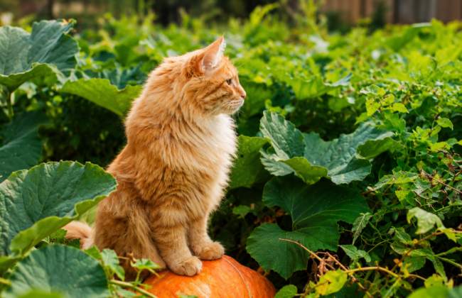 Can You Be Fined for Not Registering a Cat or Dog After the Launch of the New Accounting System