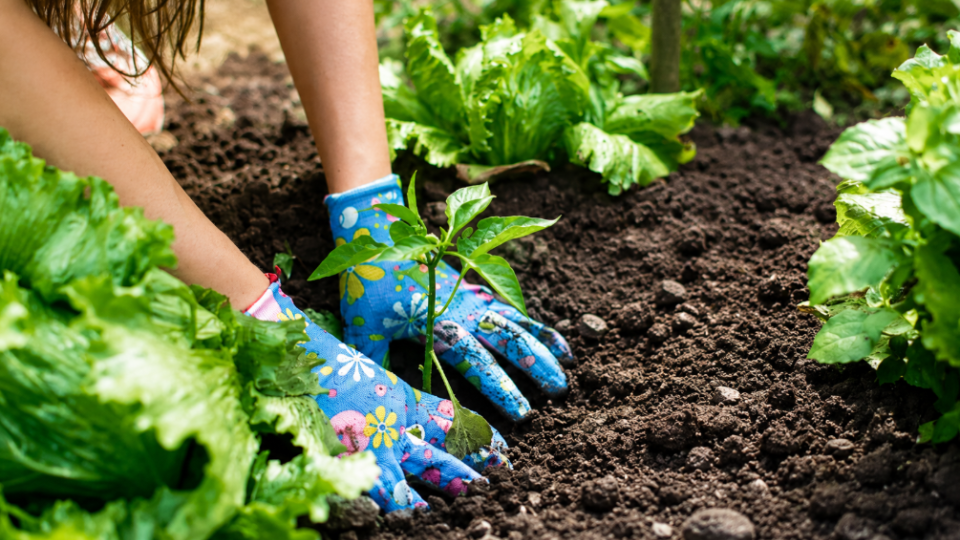Import of plant protection products from abroad may be banned — even for personal gardens or allotments